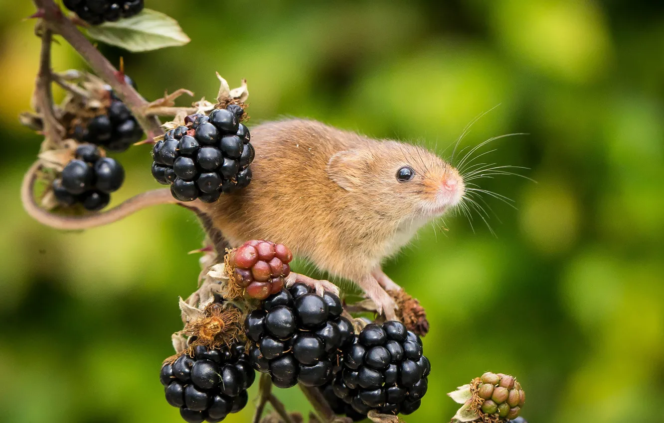 Photo wallpaper branches, berries, background, mouse, BlackBerry, rodent, Harvest Mouse, The mouse is tiny