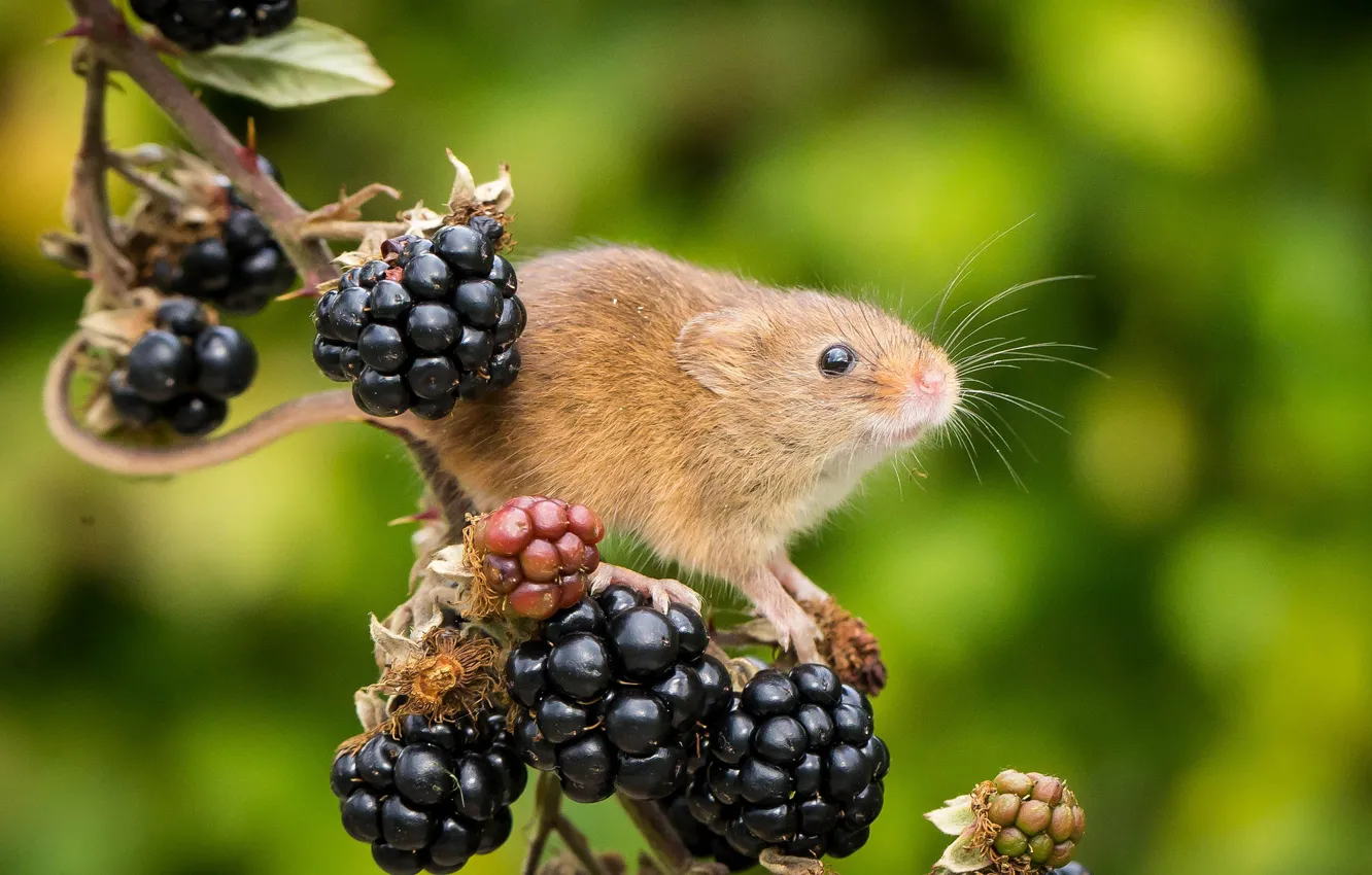 Photo wallpaper berries, background, branch, mouse, BlackBerry, rodent, Harvest Mouse, The mouse is tiny