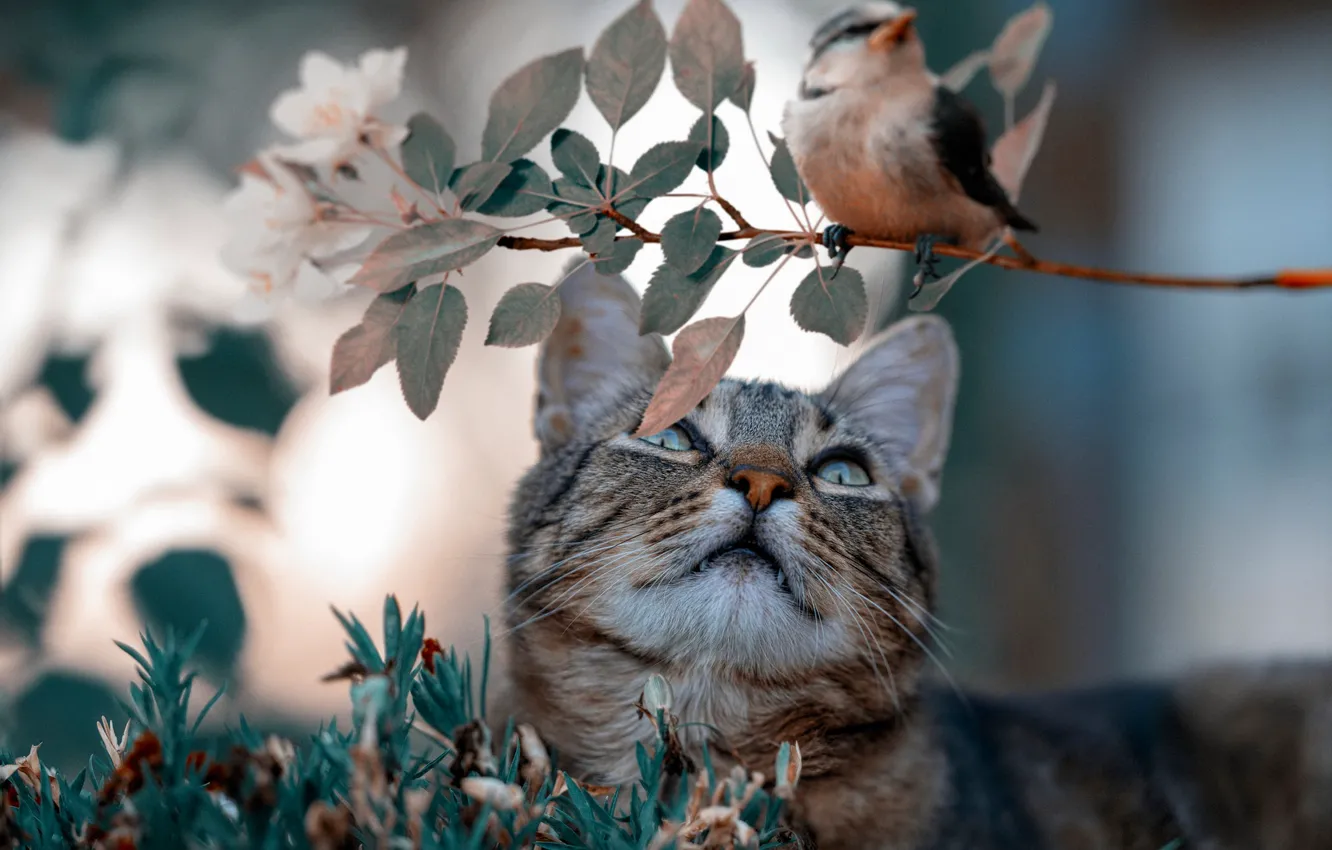 Photo wallpaper cat, grass, cat, look, face, leaves, branches, grey