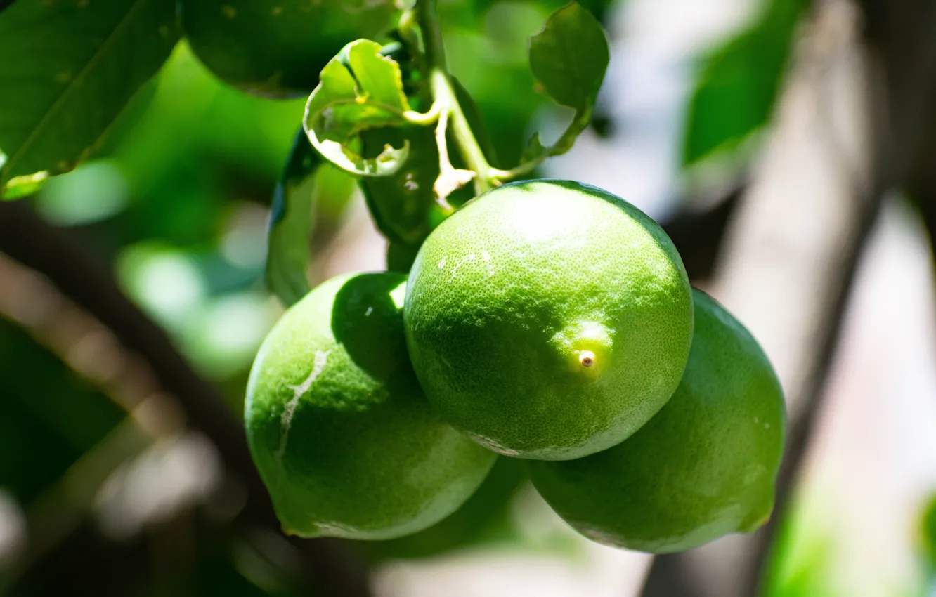 Photo wallpaper leaves, light, branches, green, fruit, lime, fruit, hanging