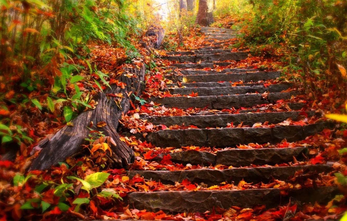 Photo wallpaper autumn, forest, leaves, trees, Park, foliage, ladder, stage