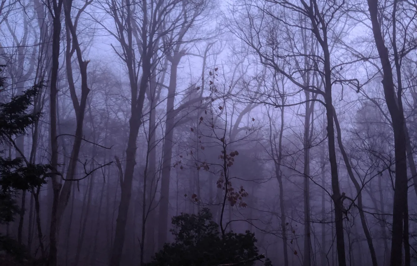 Photo wallpaper forest, trees, nature, fog