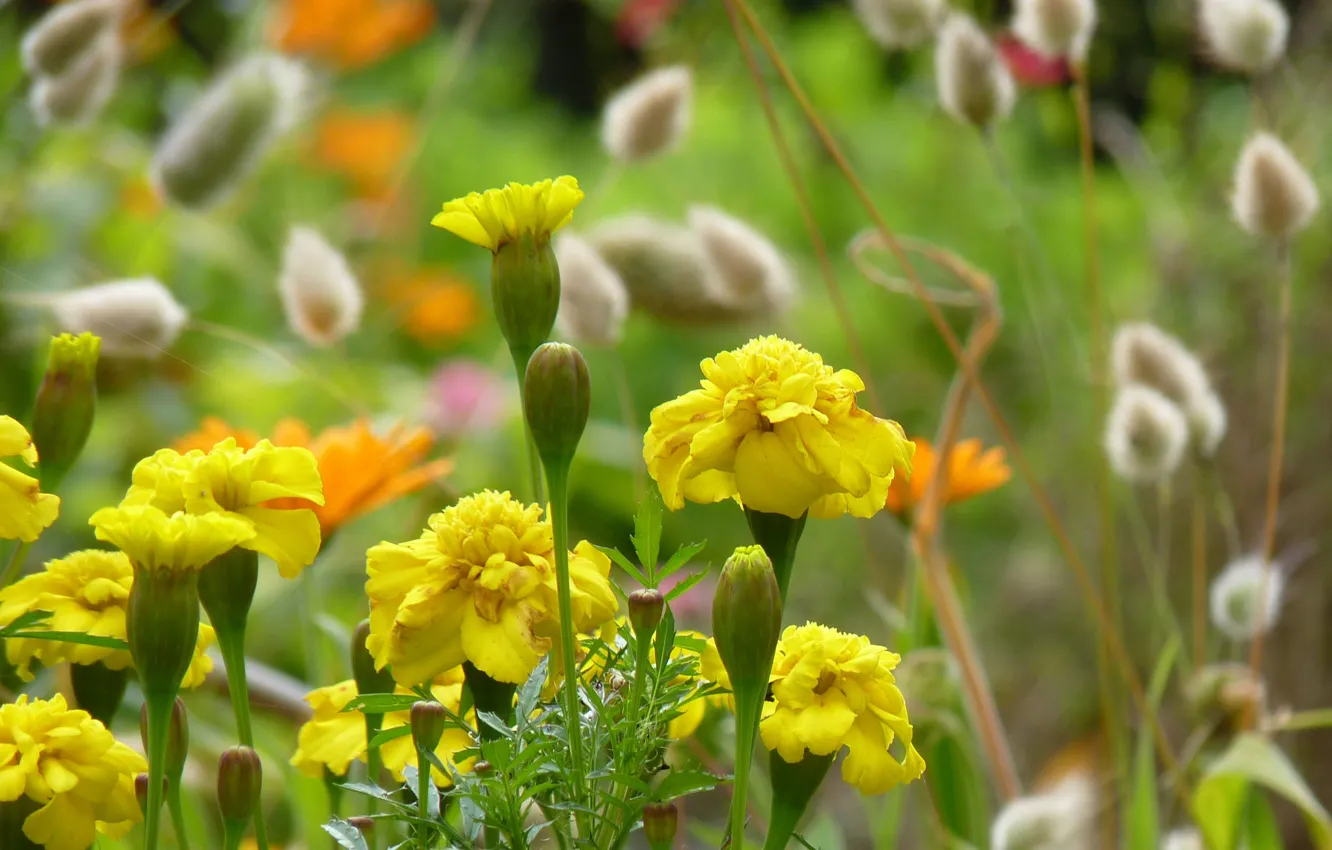 Photo wallpaper grass, flowers, plant, marigolds, barocci