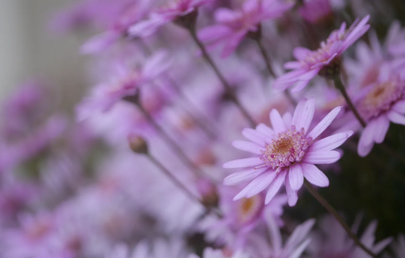 Photo wallpaper flowers, chamomile, pink, a lot