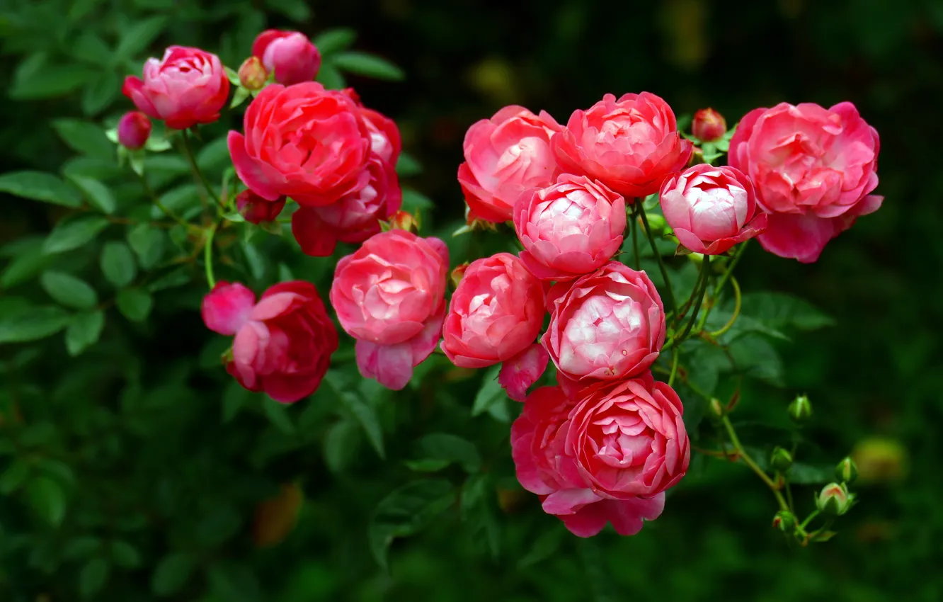 Photo wallpaper leaves, flowers, red, roses, garden, rosette, rose Bush