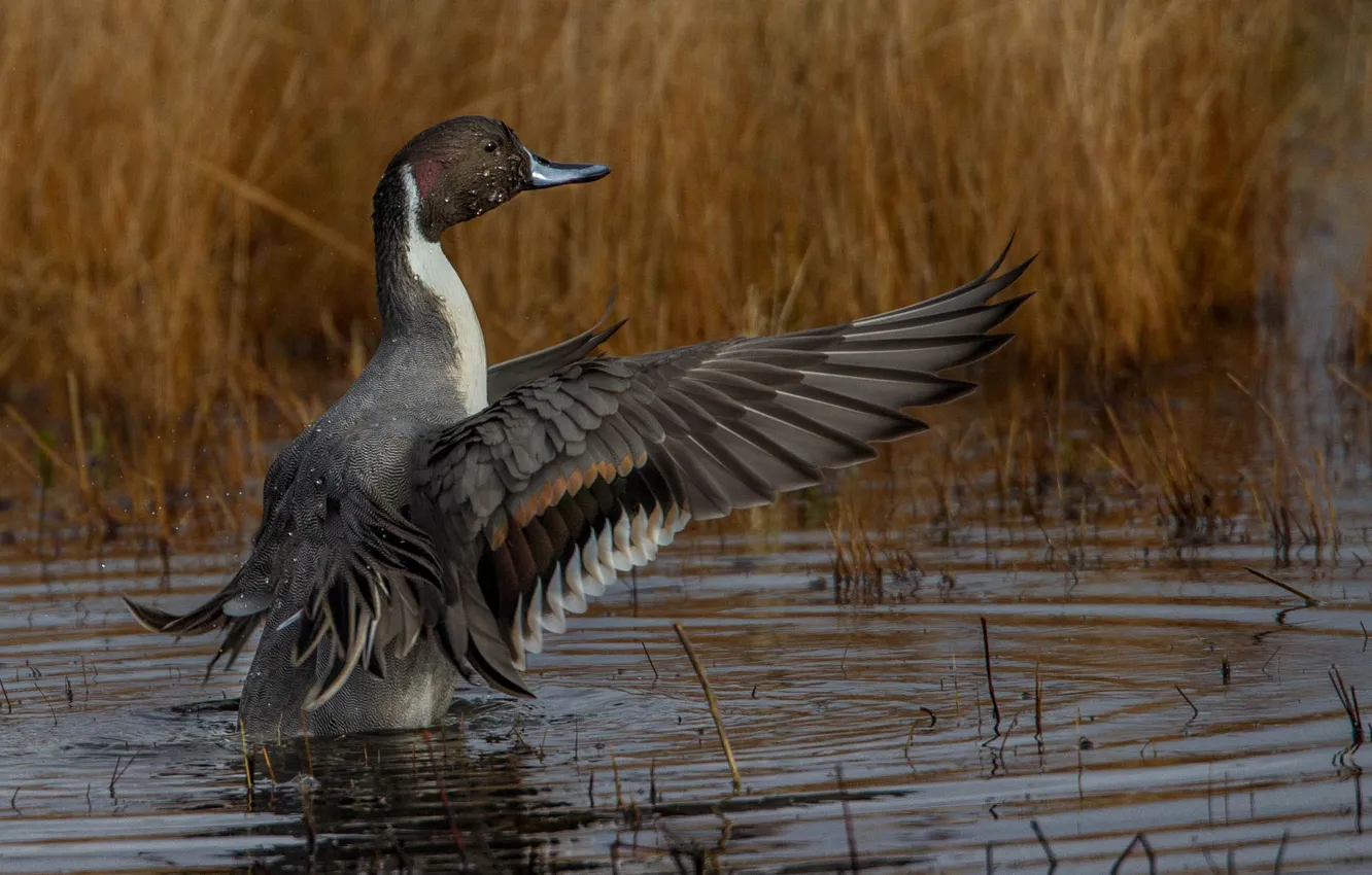 Photo wallpaper duck, wings, beak, pond, Pintail