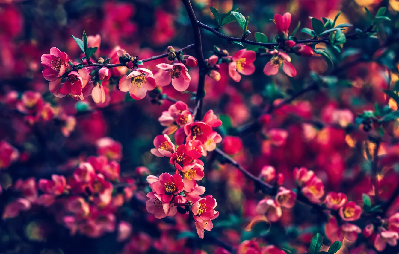 Photo wallpaper branches, photo, spring, flowering