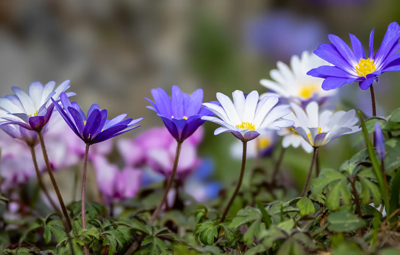 Photo wallpaper nature, spring, anemone