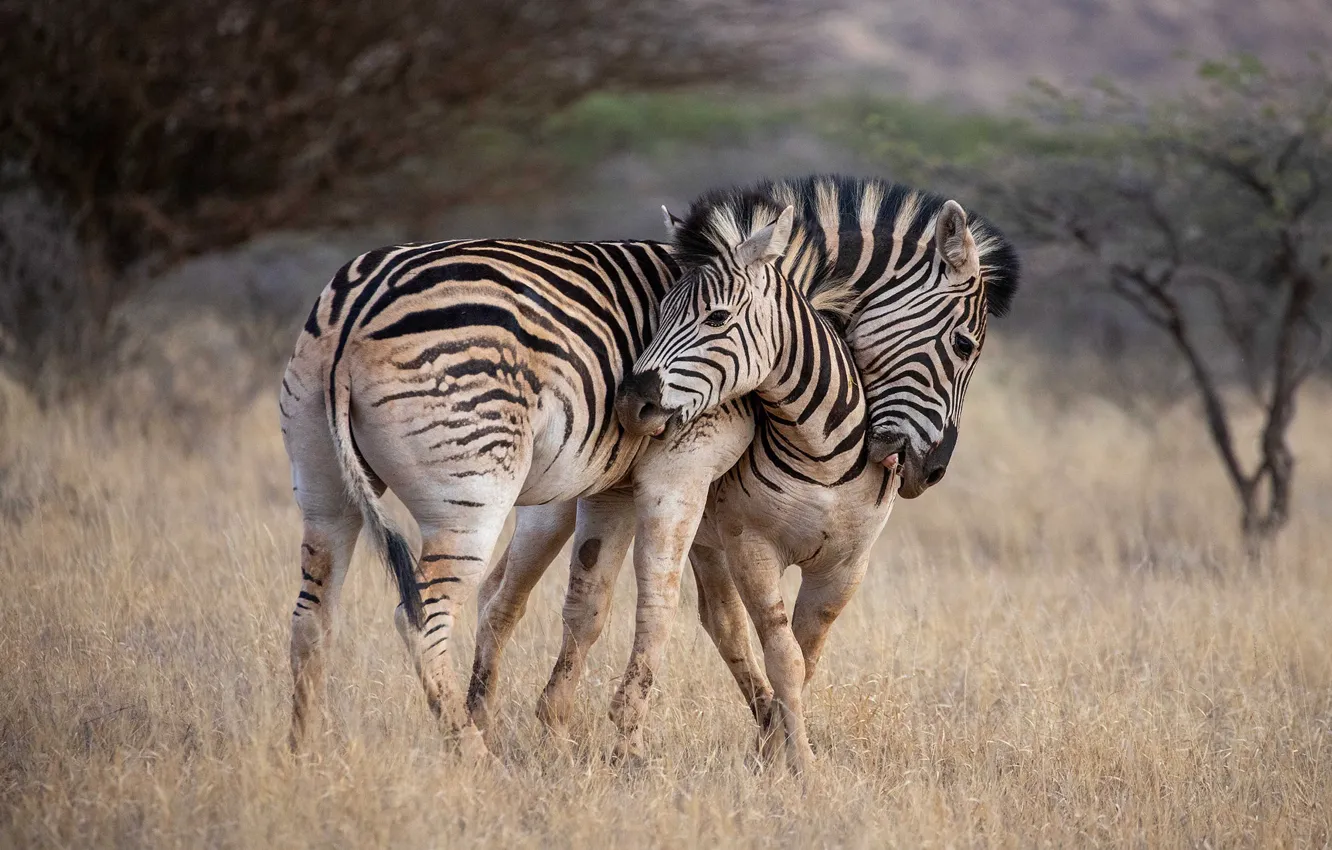 Photo wallpaper field, Zebra, pair, two zebras