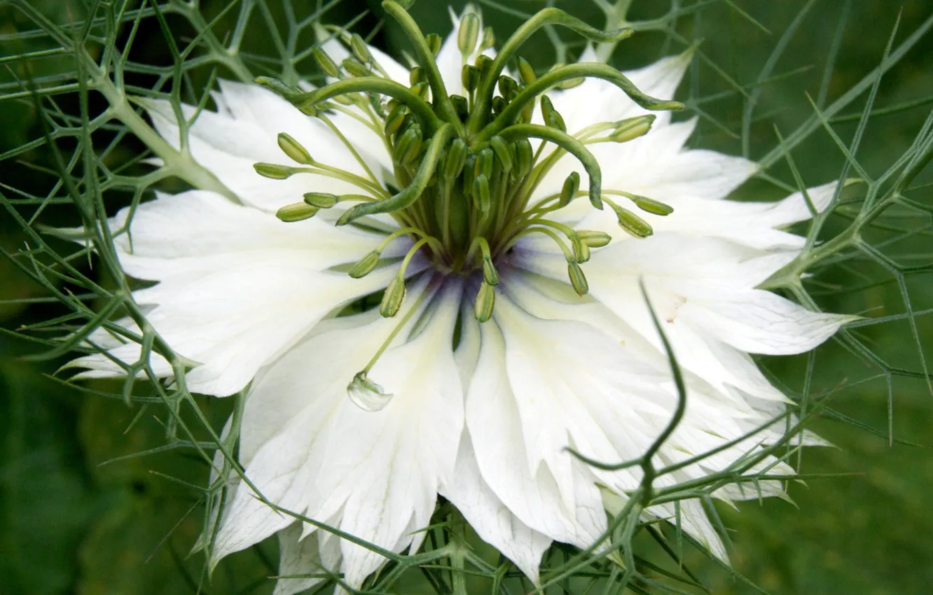 Photo wallpaper macro, green, background, petals, white, Nigella