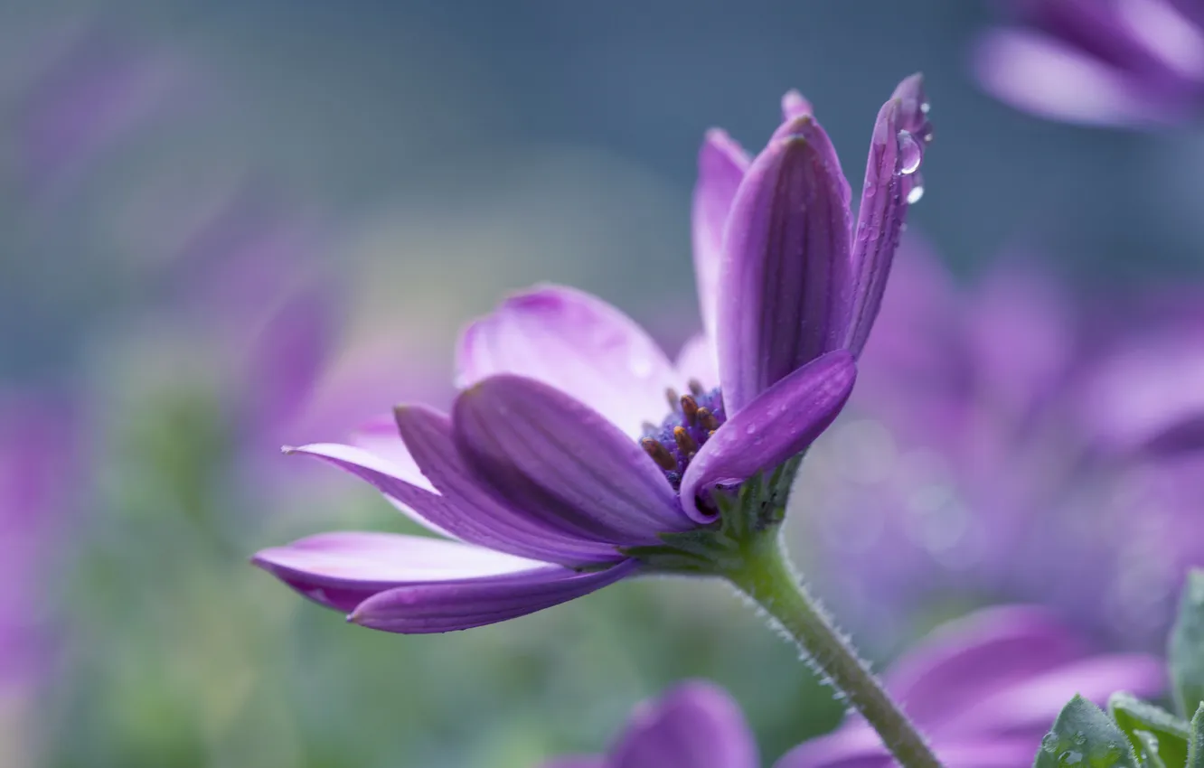 Photo wallpaper flower, purple, drops, background, petals