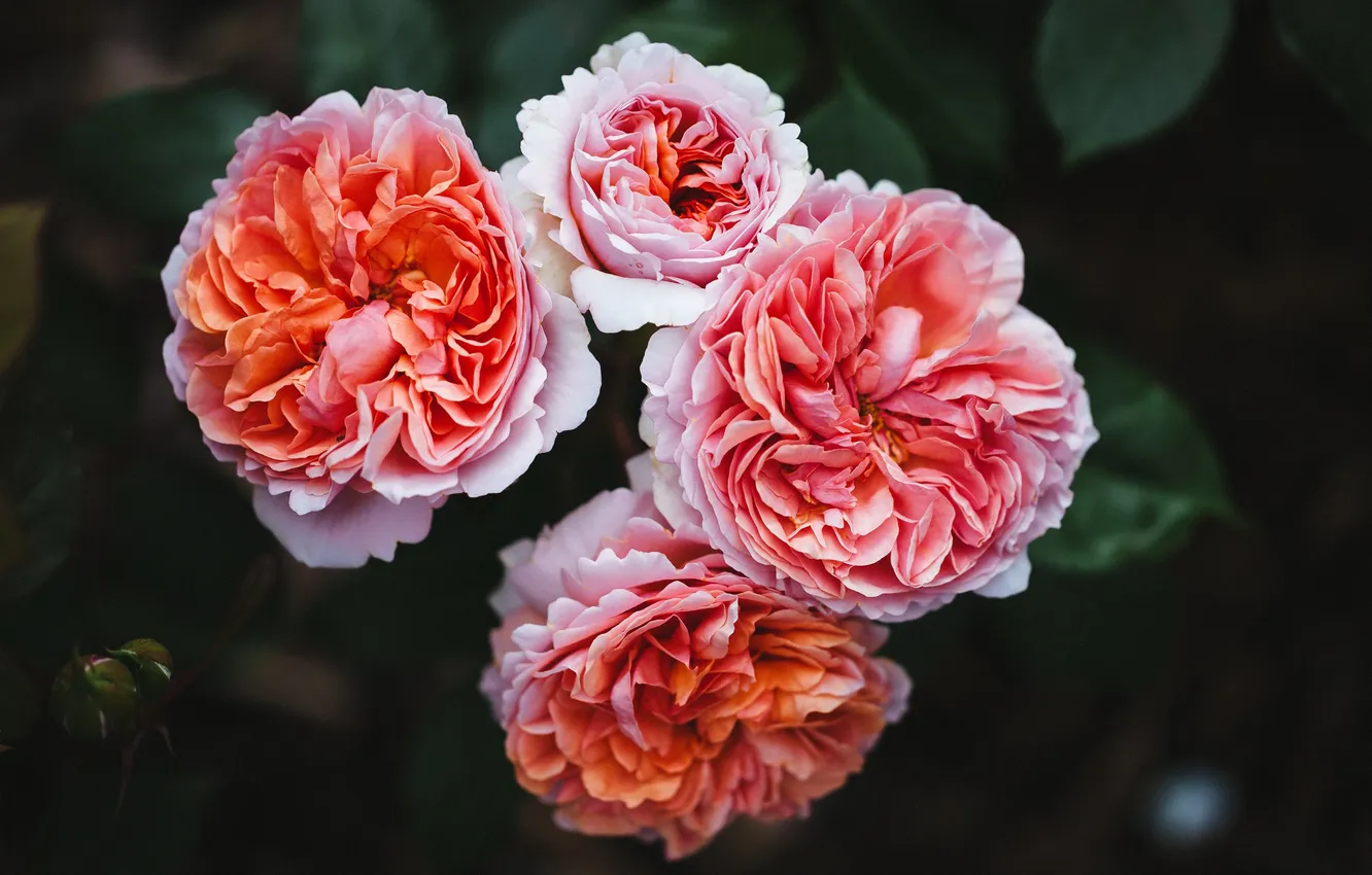 Photo wallpaper flowers, petals, pink