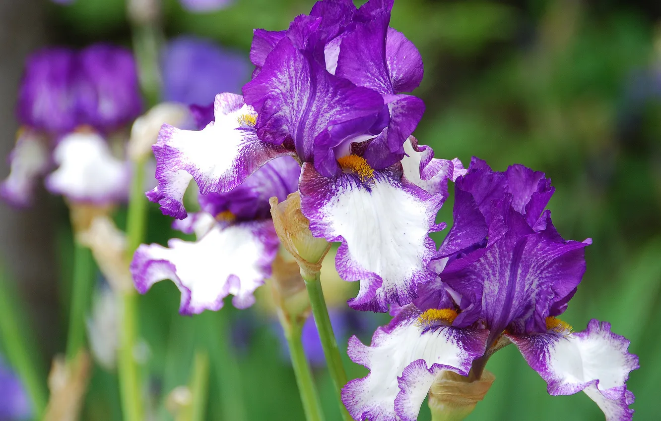 Photo wallpaper macro, petals, iris