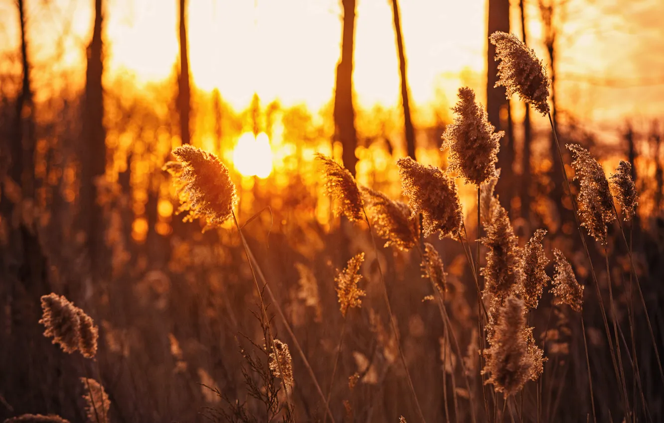 Photo wallpaper summer, sunset, nature, kamyshi