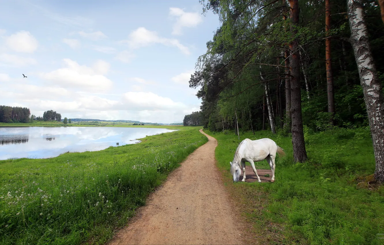 Photo wallpaper road, landscape, river, horse