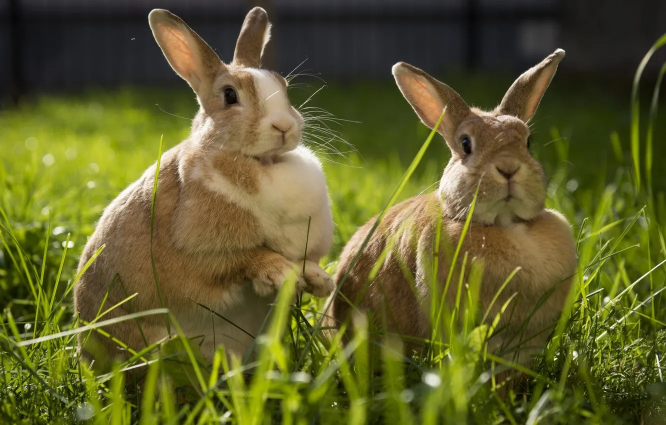 Photo wallpaper grass, rabbit, pair, Sunny