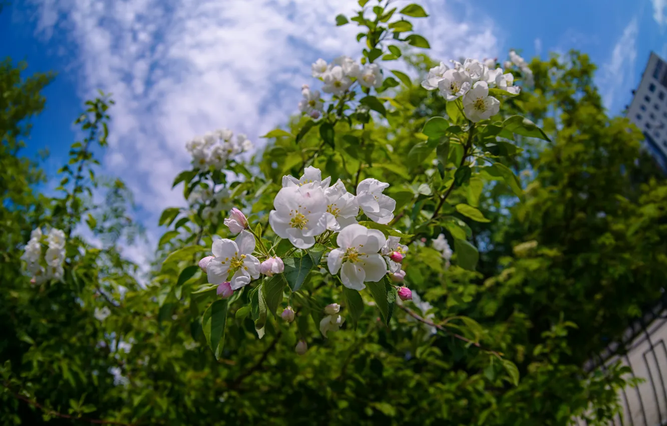 Photo wallpaper flowers, white flowers, Apple