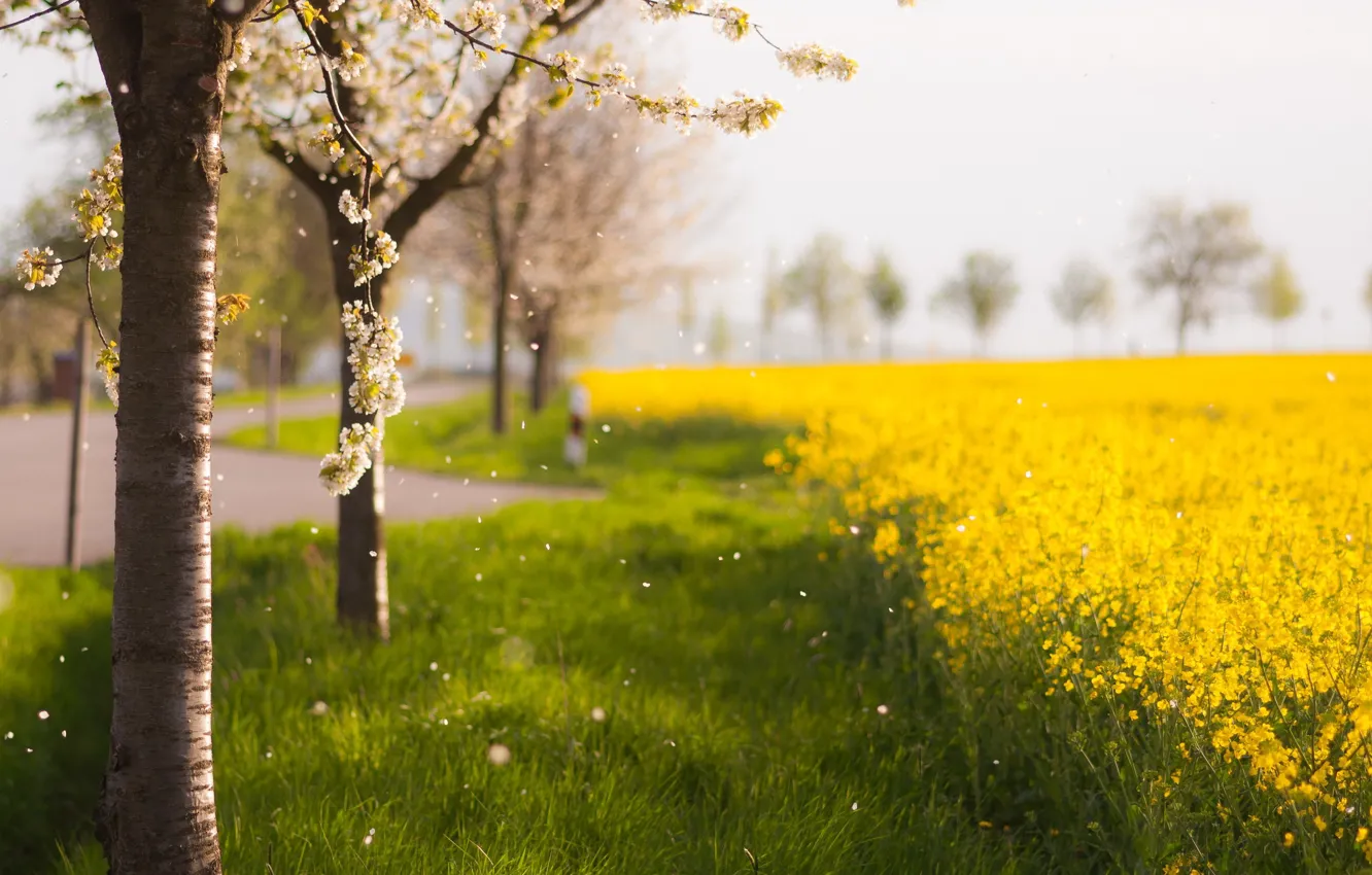 Photo wallpaper trees, nature, rape