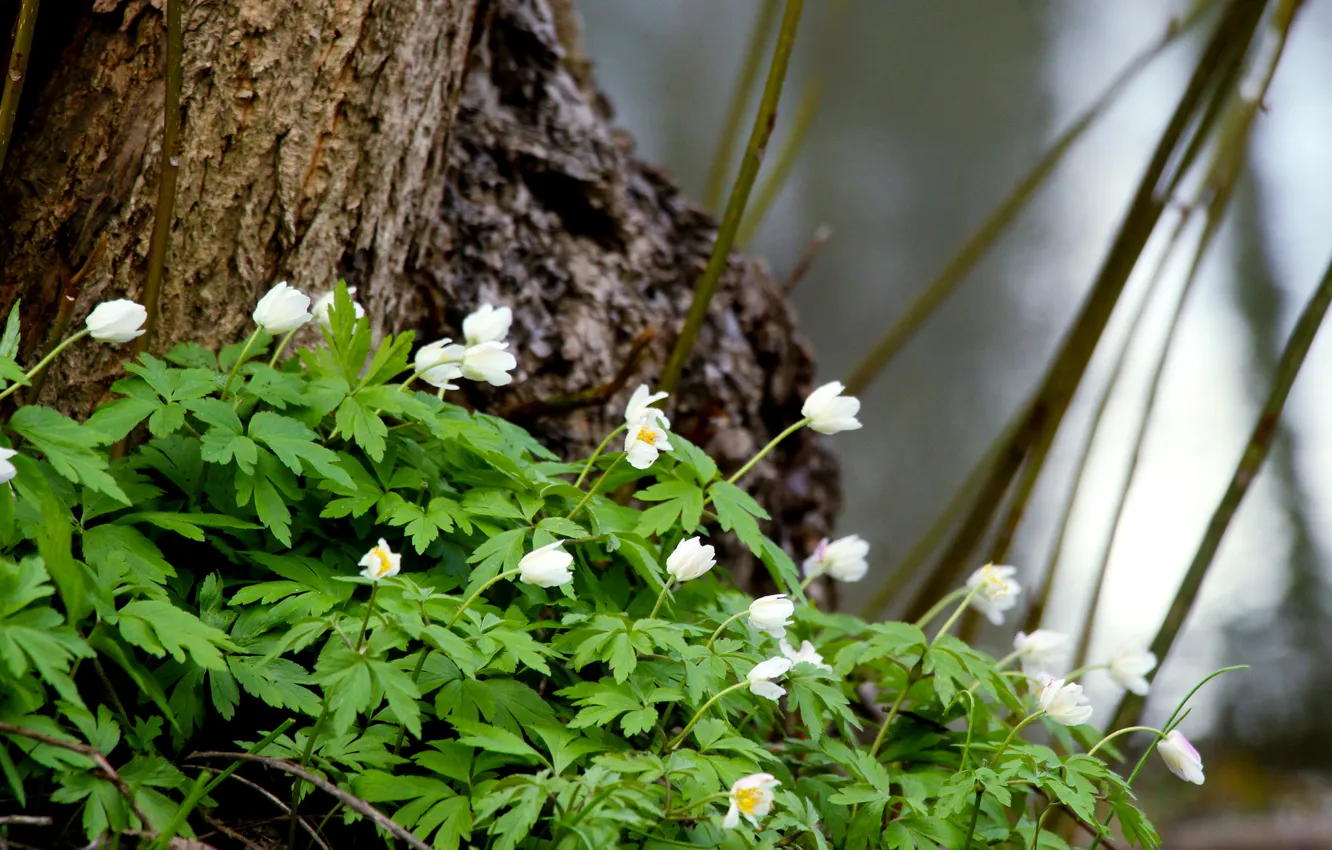 Photo wallpaper flower, tree, leafs