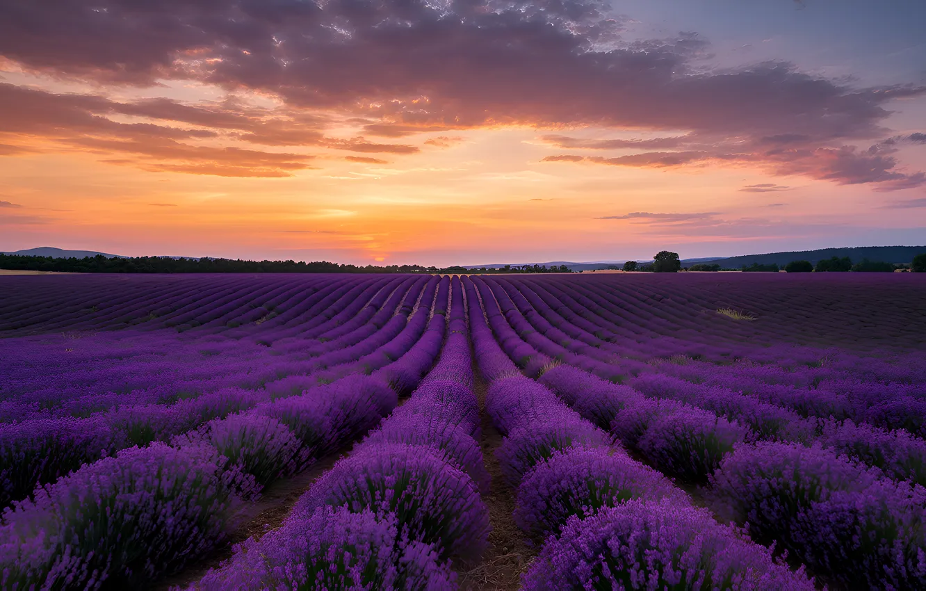 Photo wallpaper sunset, lavender, lavender field, AI art, neural network