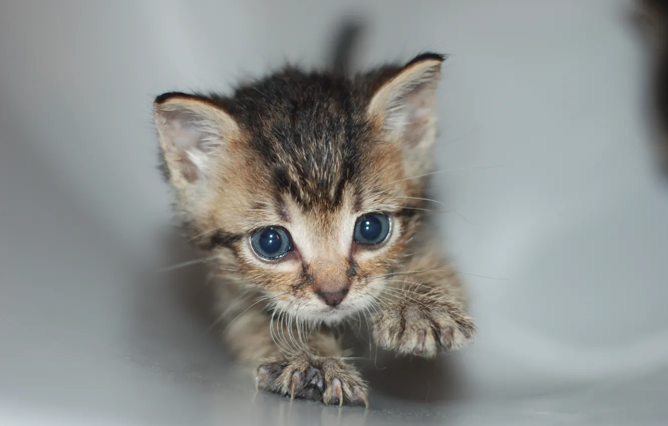 Photo wallpaper pipe, claws, kitty, crawling