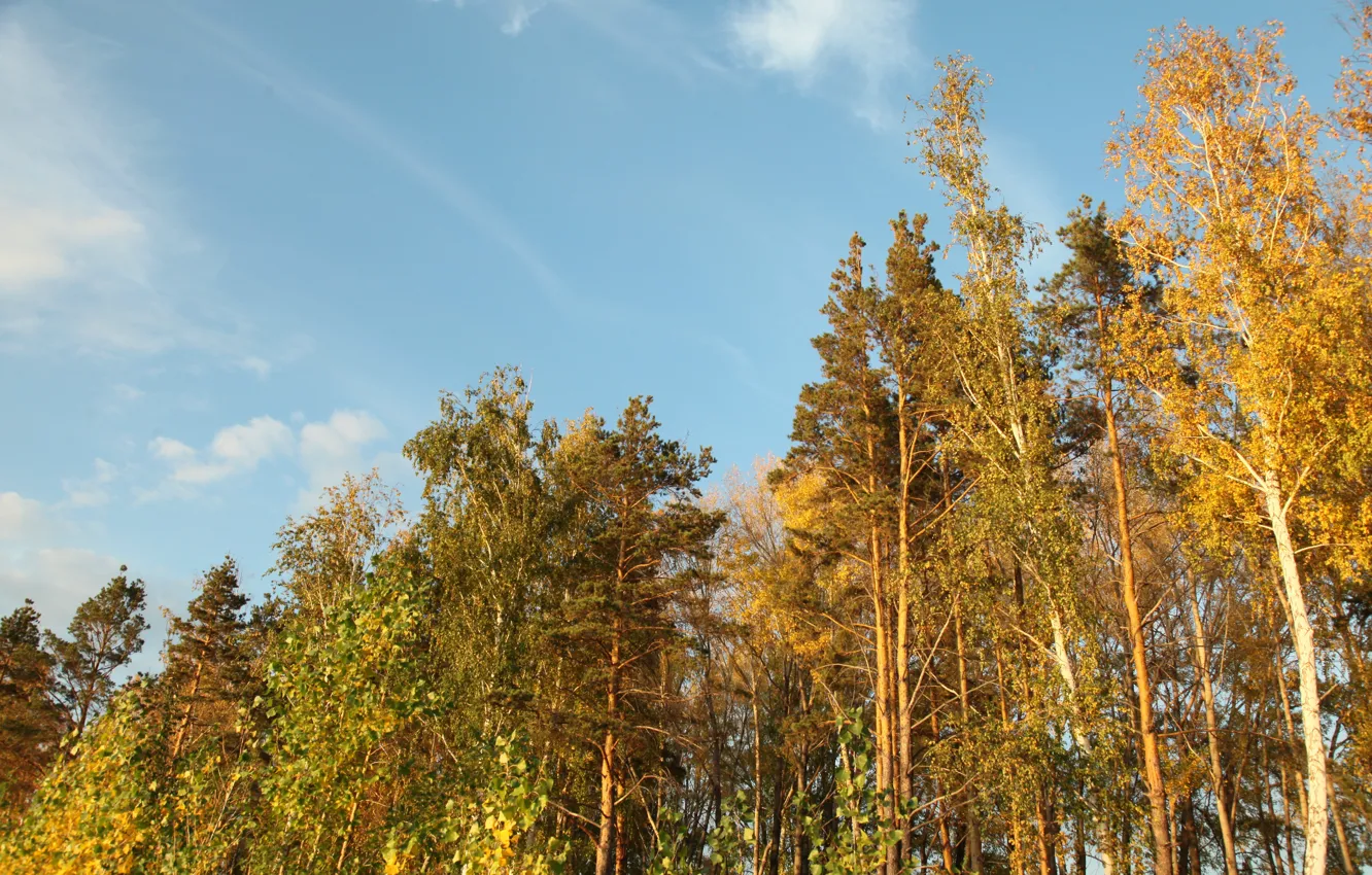 Photo wallpaper autumn, forest, the sky