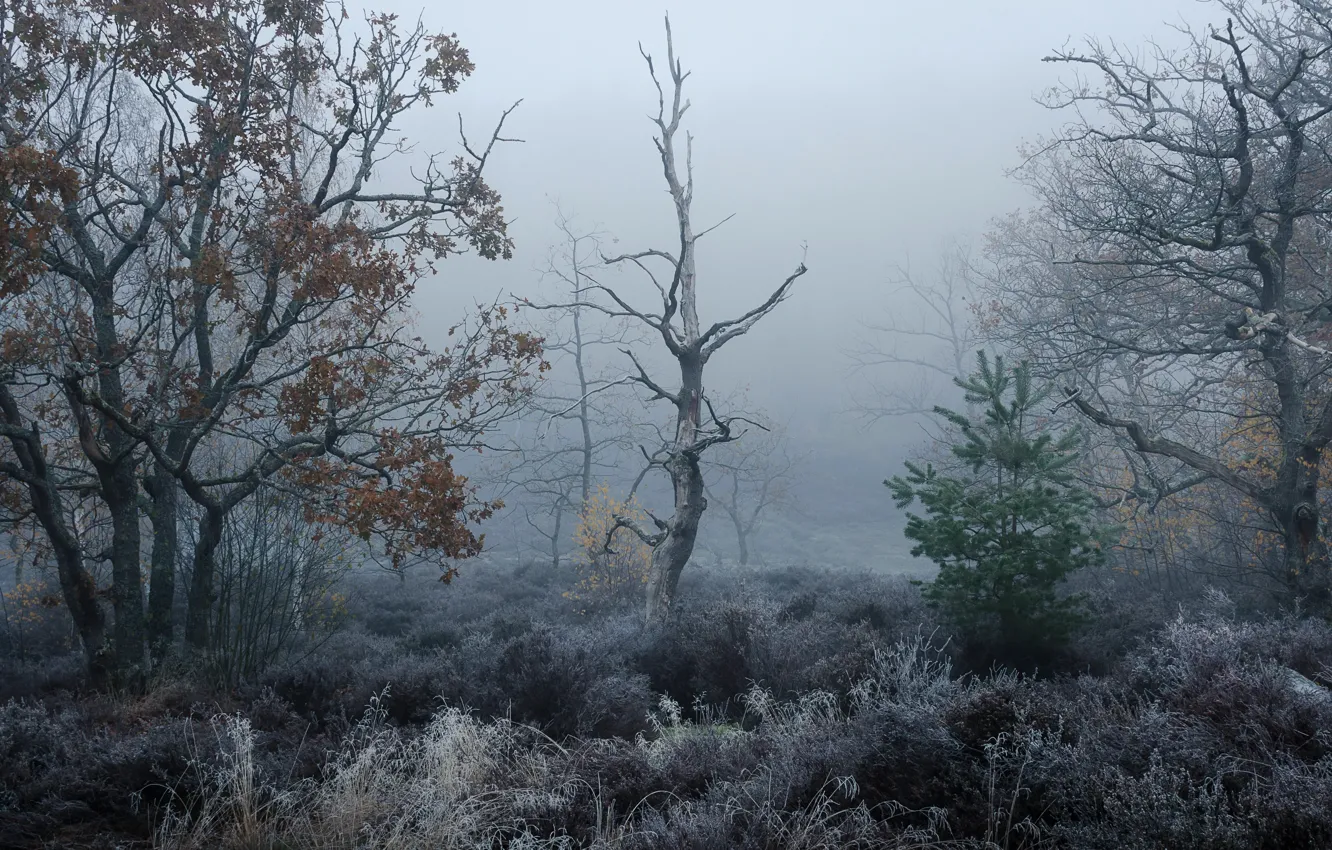 Photo wallpaper forest, nature, fog
