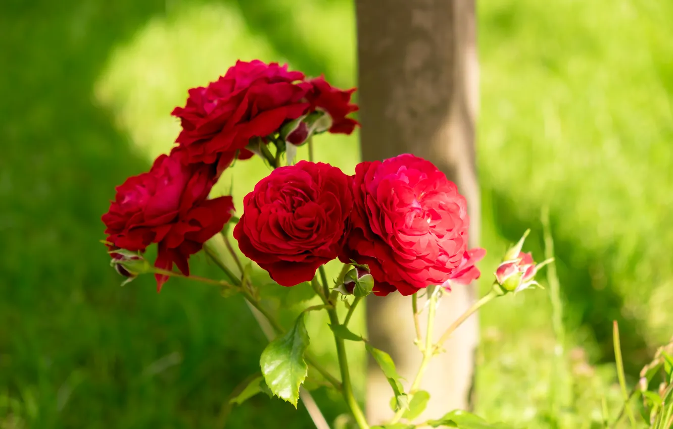 Photo wallpaper greens, summer, grass, the sun, red, roses, bokeh
