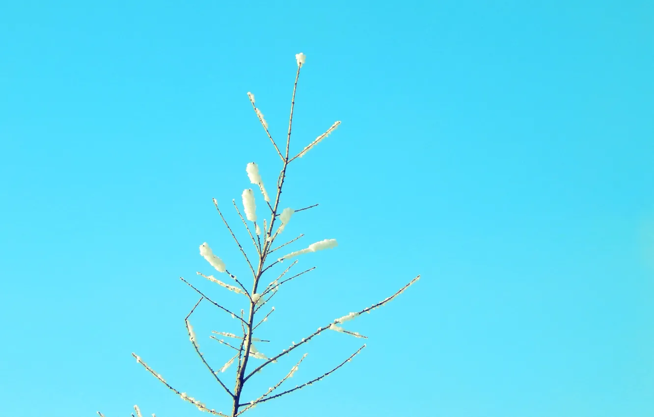 Photo wallpaper winter, blue, The sky, branch