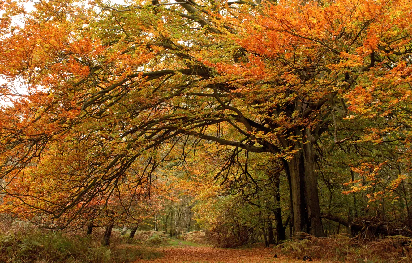 Photo wallpaper autumn, forest, leaves, trees, forest, park, autumn, leaves
