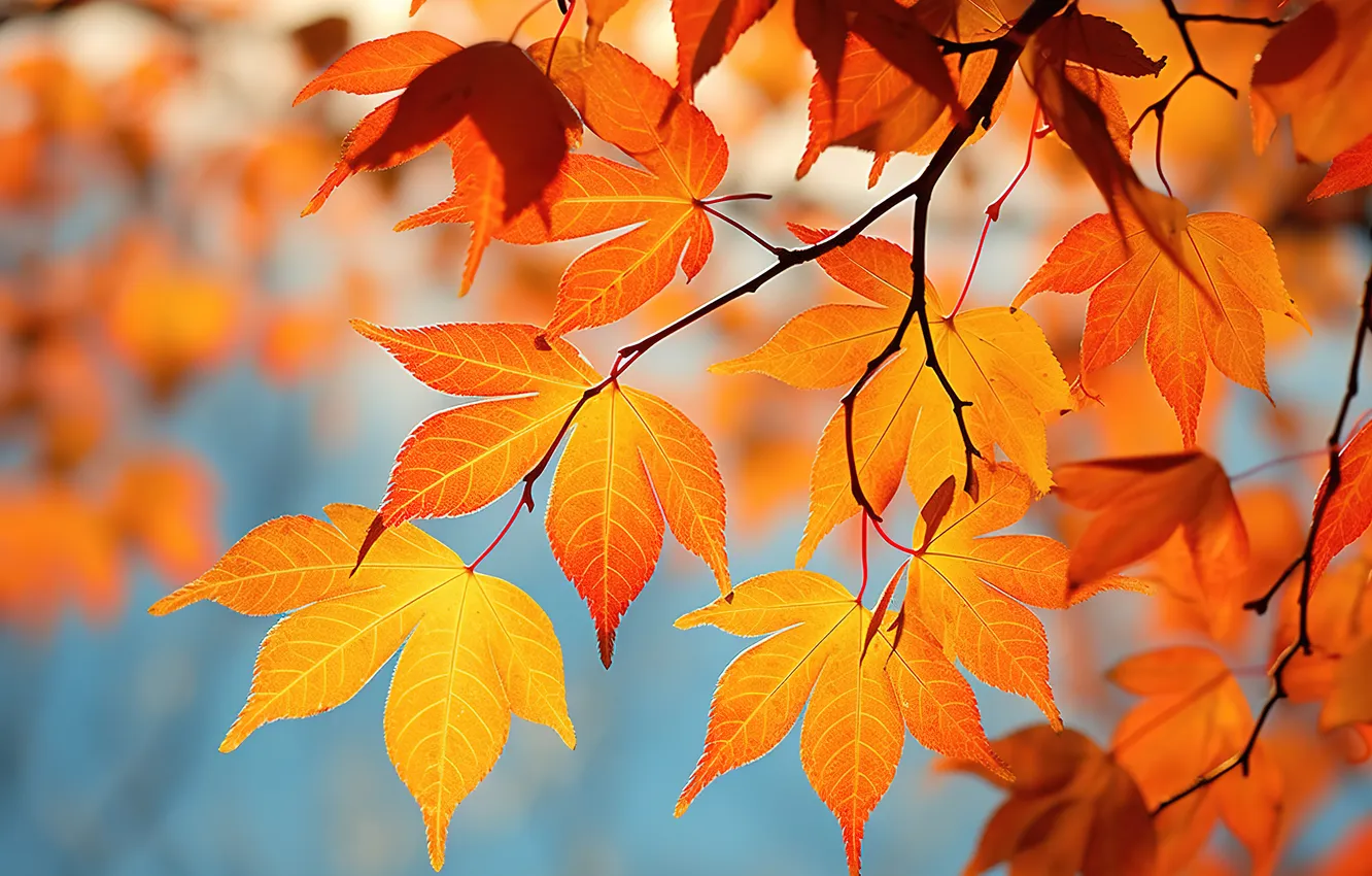 Photo wallpaper autumn, leaves, trees, background, colorful, autumn, leaves