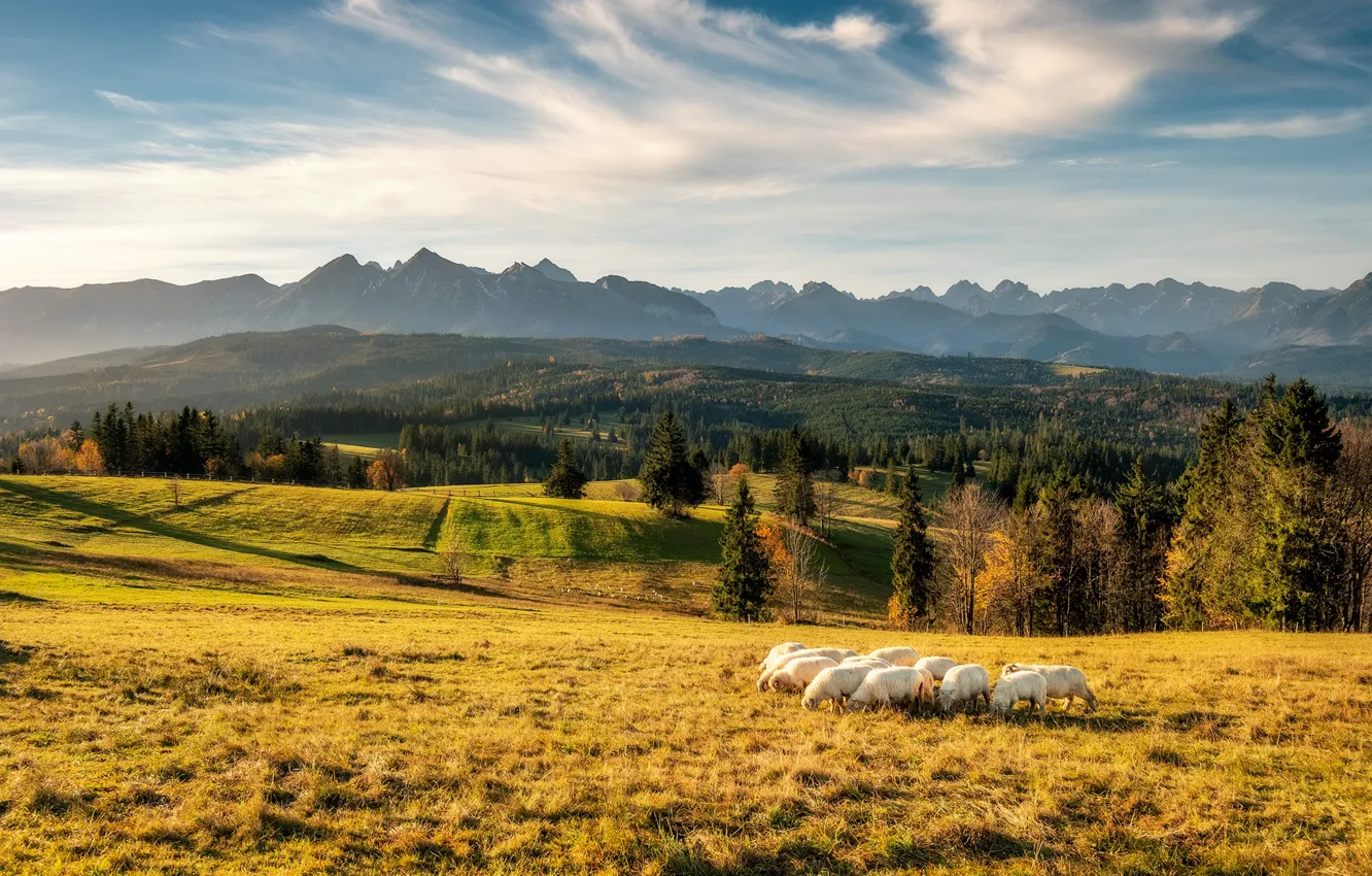 Photo wallpaper field, autumn, forest, the sky, clouds, light, trees, hills
