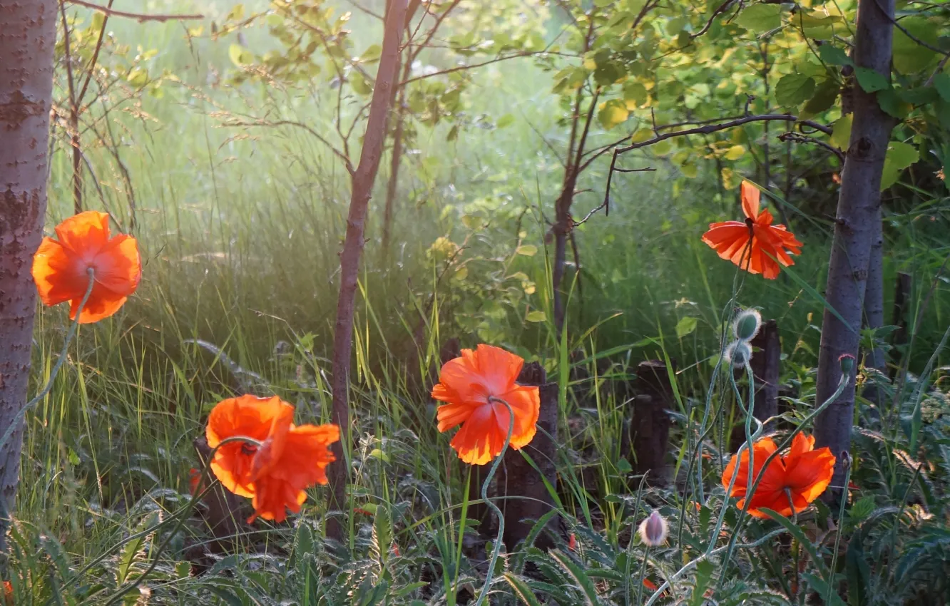 Photo wallpaper red, flower, poppy