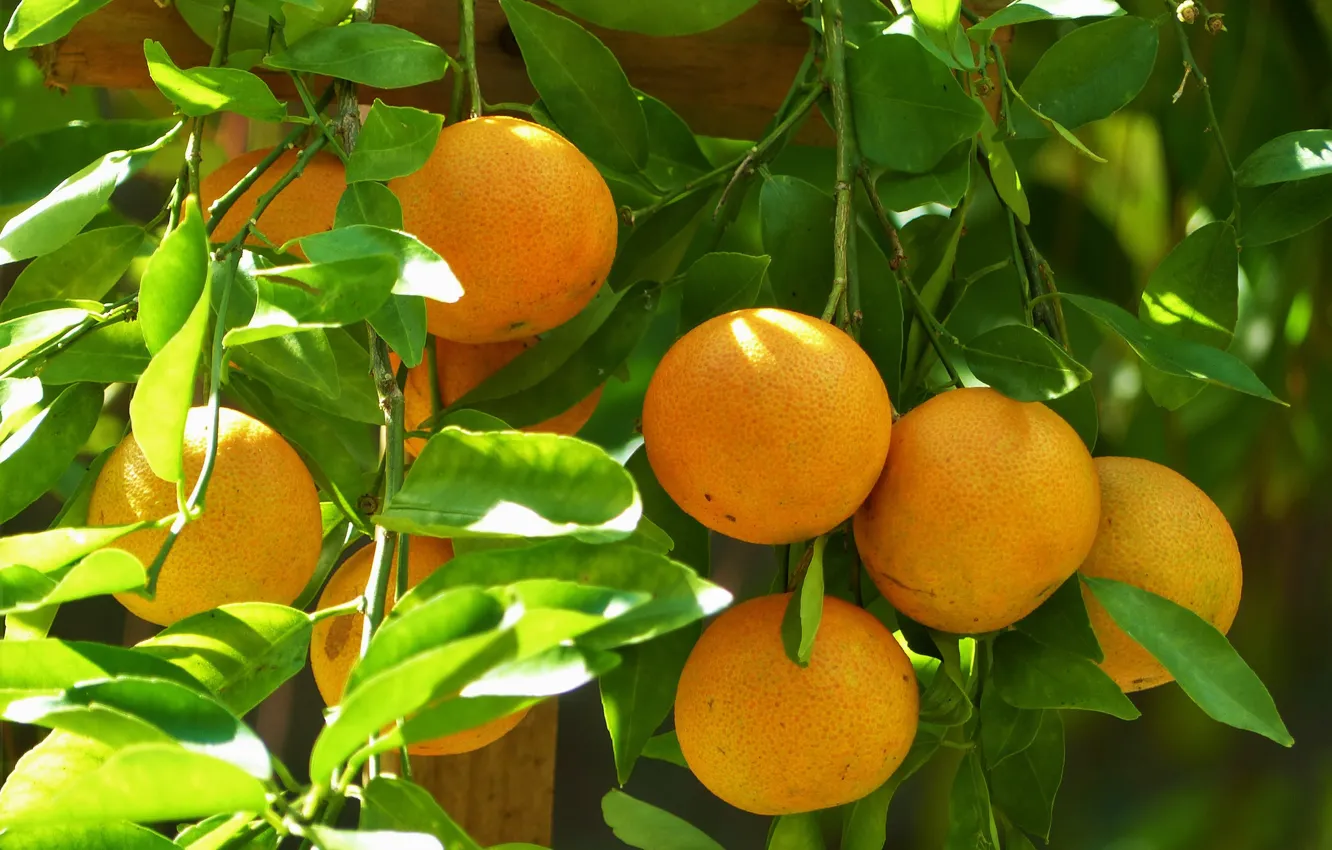 Photo wallpaper trees, branches, nature, orange, fruit