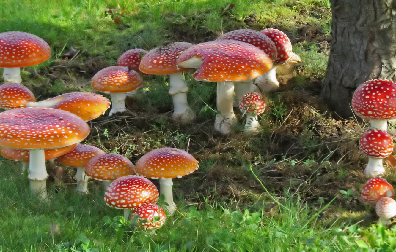 Photo wallpaper nature, mushrooms, mushroom