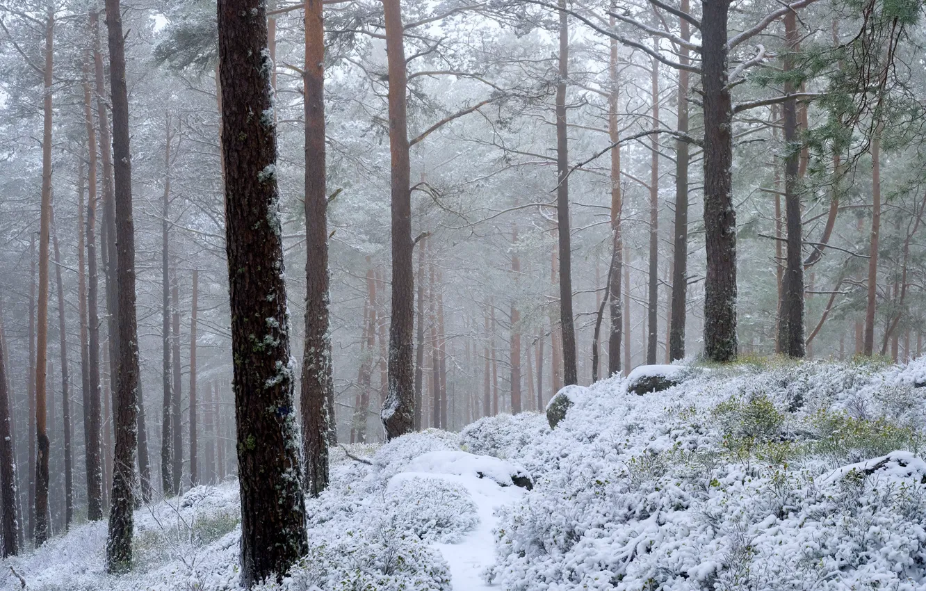 Photo wallpaper winter, forest, snow, trees, nature