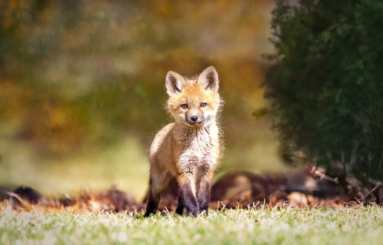 Photo wallpaper nature, glade, treatment, Fox, the bushes, Fox