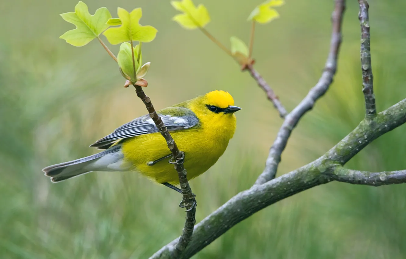 Photo wallpaper bird, Vermivora cyanoptera, penectomy songster