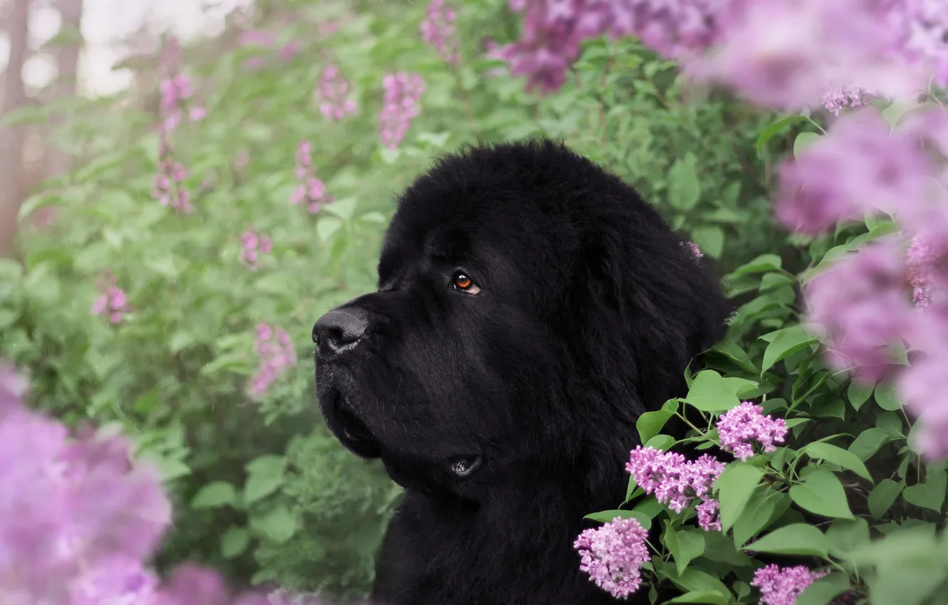 Photo wallpaper look, nature, pose, dog, face