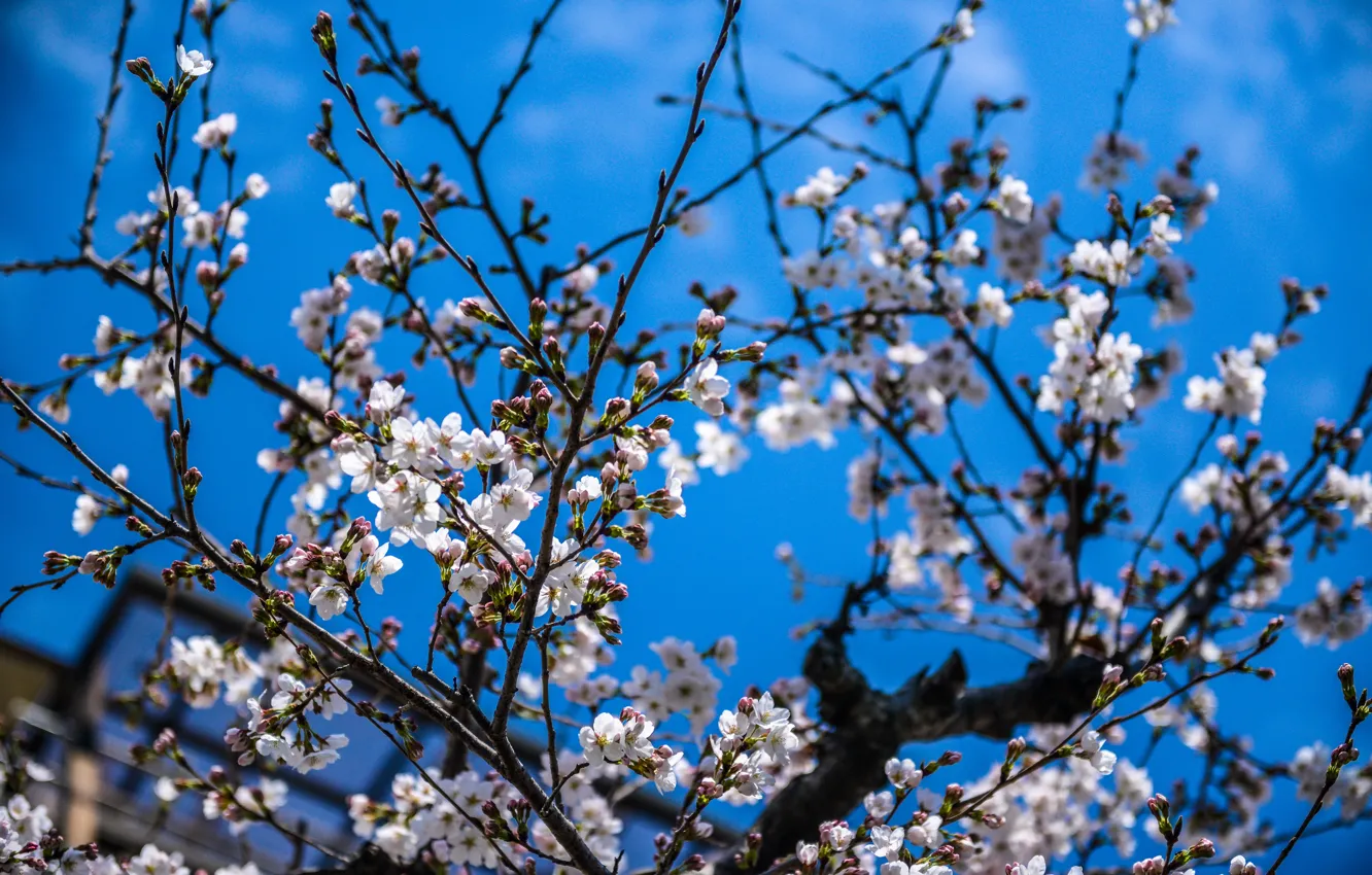 Photo wallpaper flowers, spring, flowering, flowers, tree, spring, Flowering