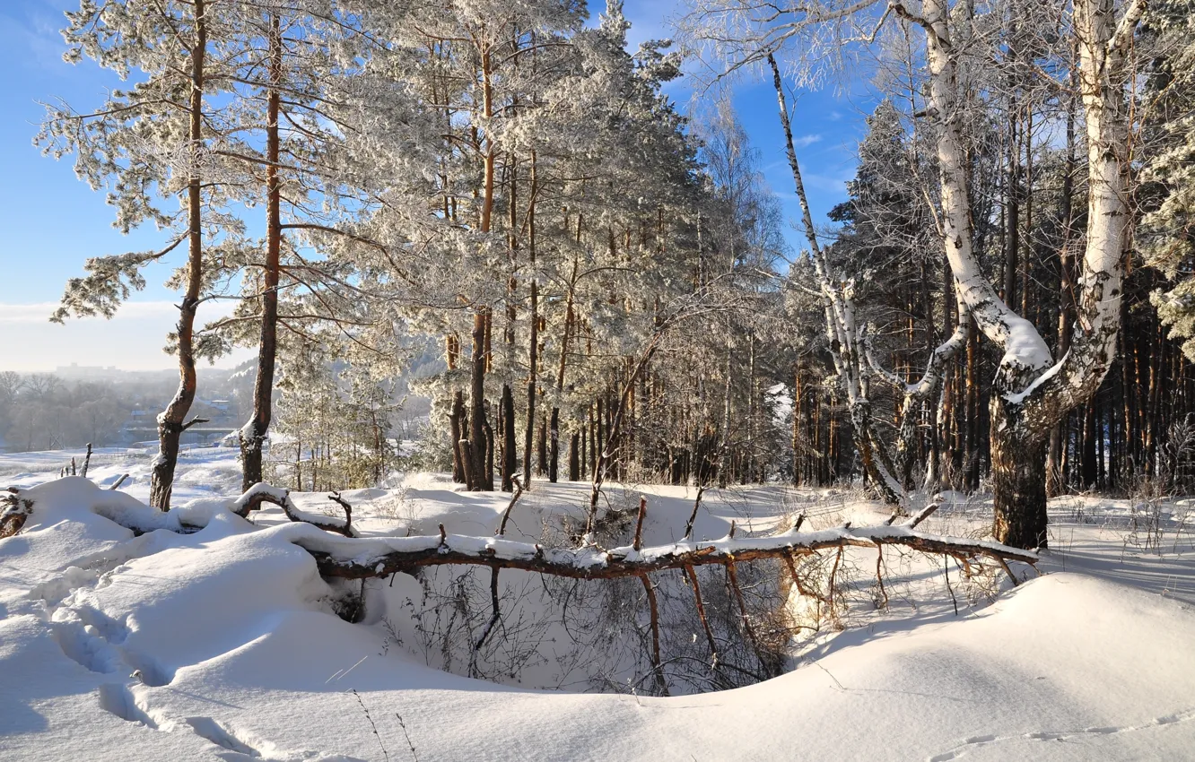 Photo wallpaper winter, forest, snow, trees