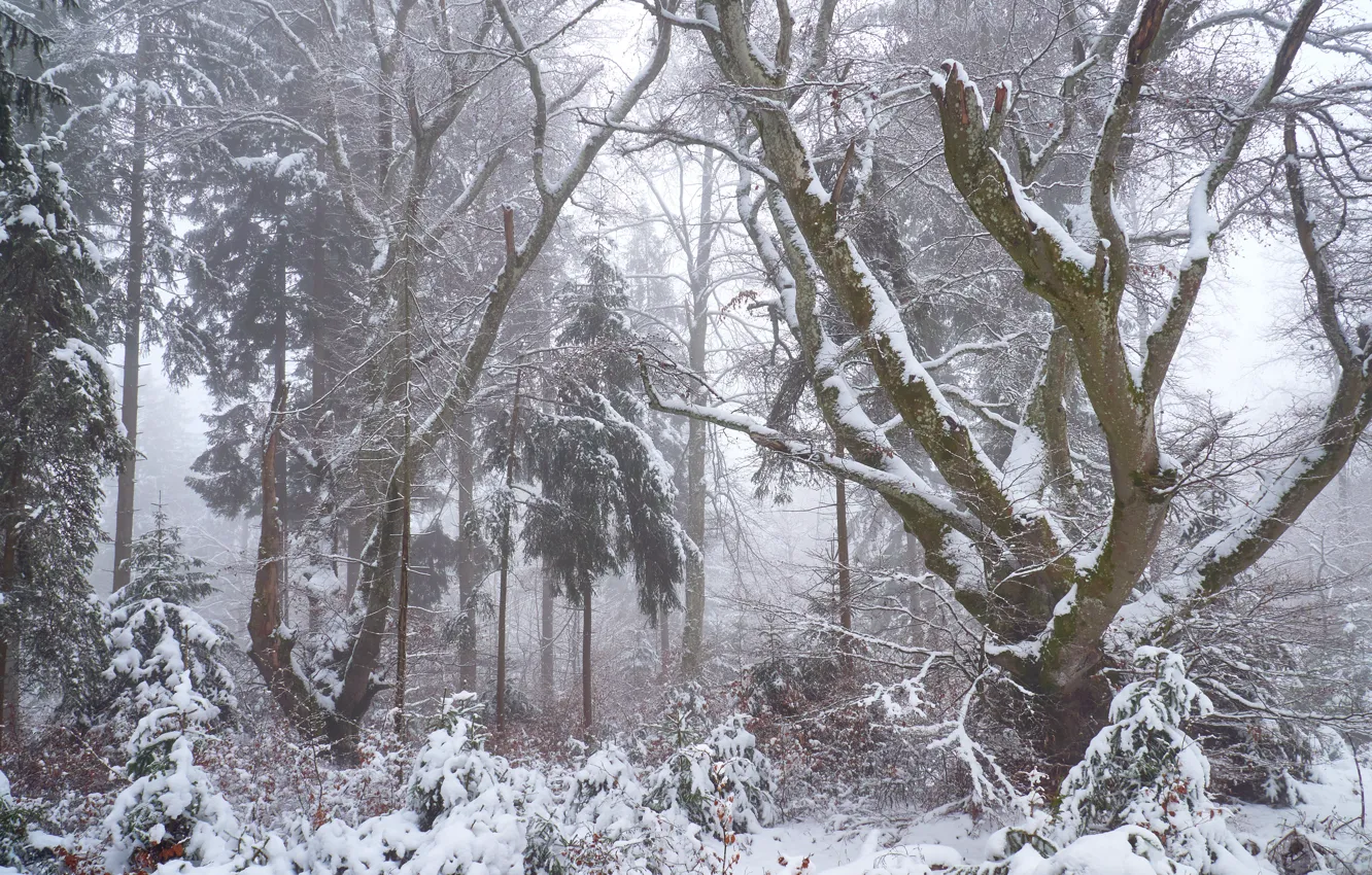 Photo wallpaper winter, forest, snow, trees, branches, nature, fog, winter