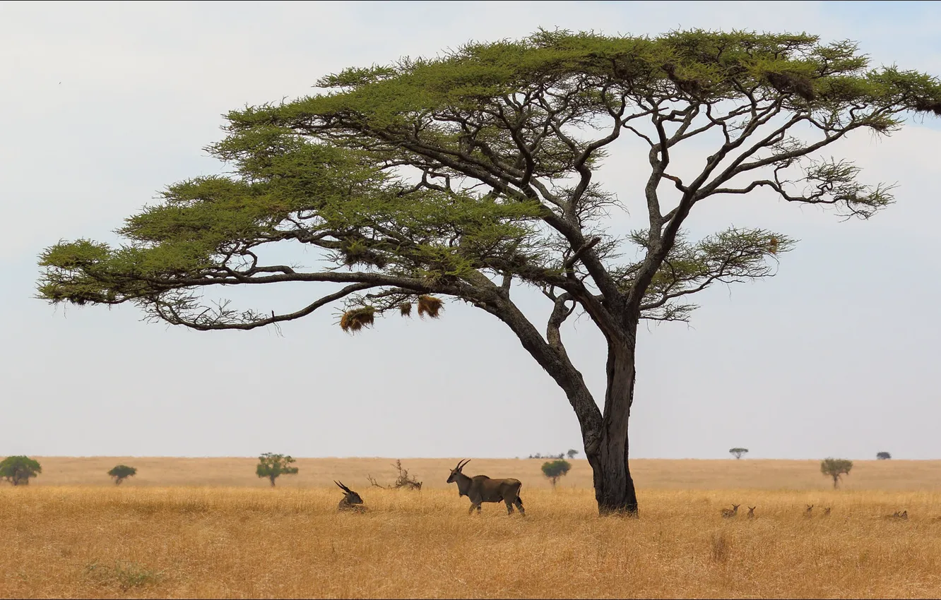 Photo wallpaper landscape, nature, view, beauty, Africa, landscape, nature, beautiful