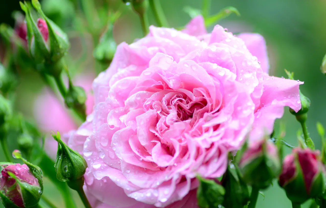 Photo wallpaper flowers, droplets, roses, flowering, dewdrops