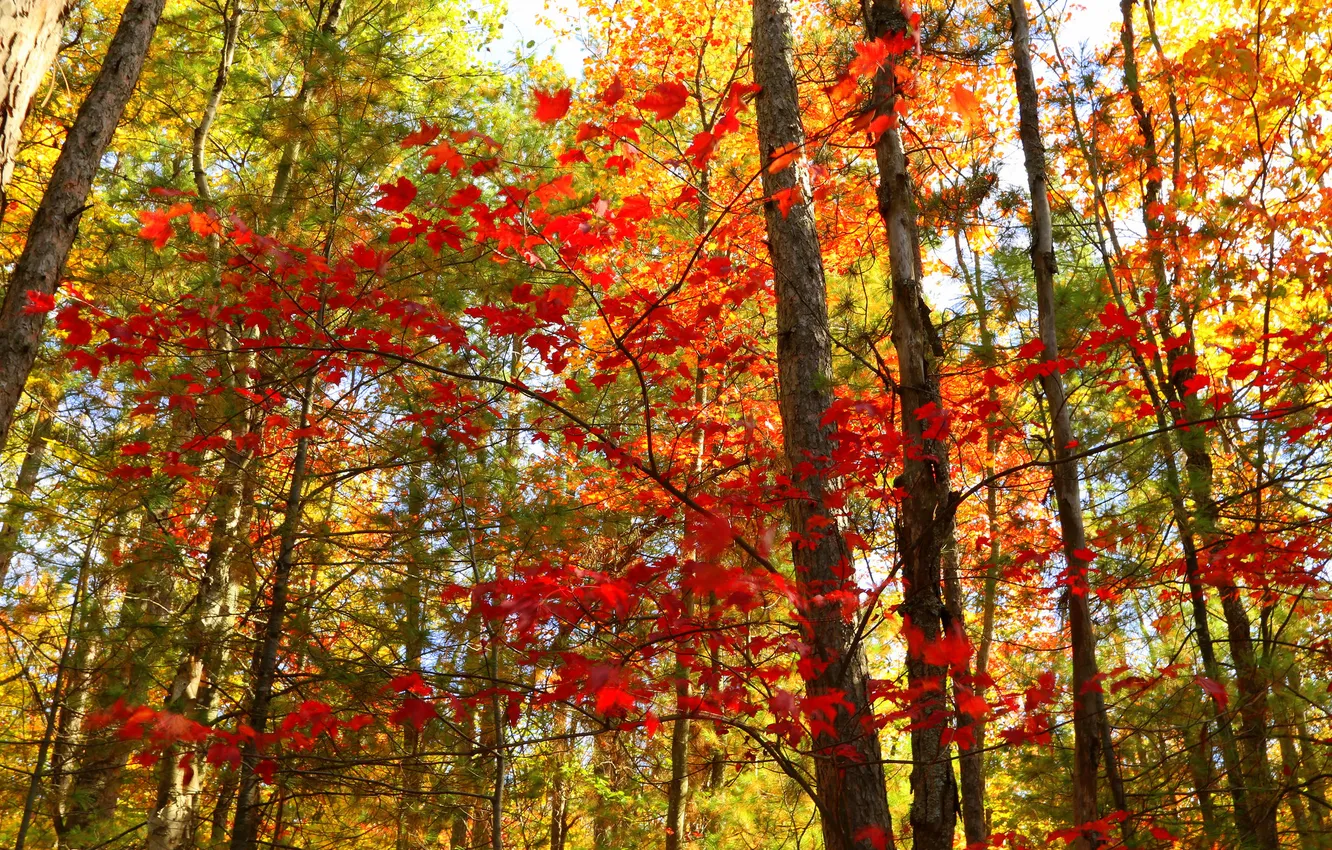 Photo wallpaper autumn, forest, leaves, trees, Canada, Ontario, the crimson