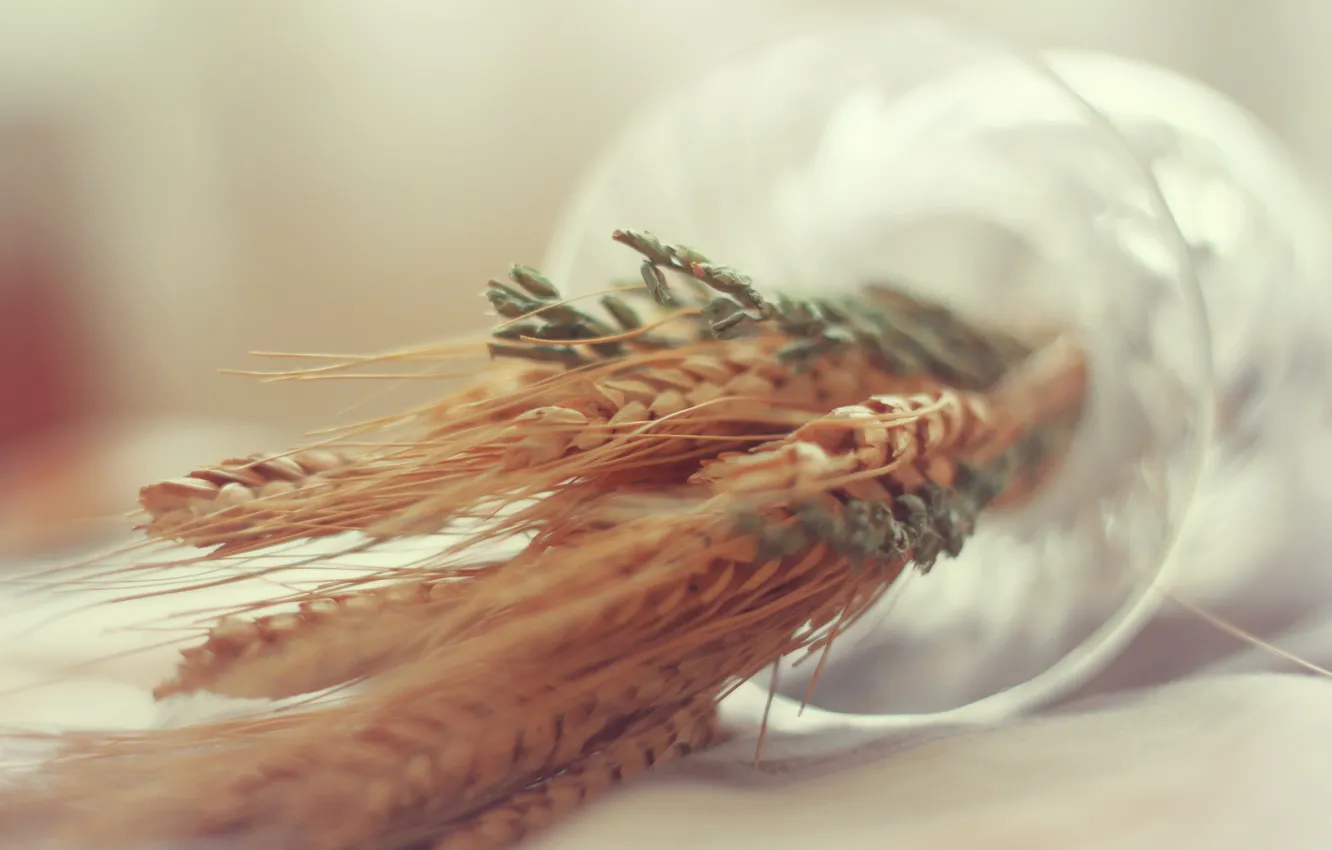 Photo wallpaper wheat, macro, spikelets