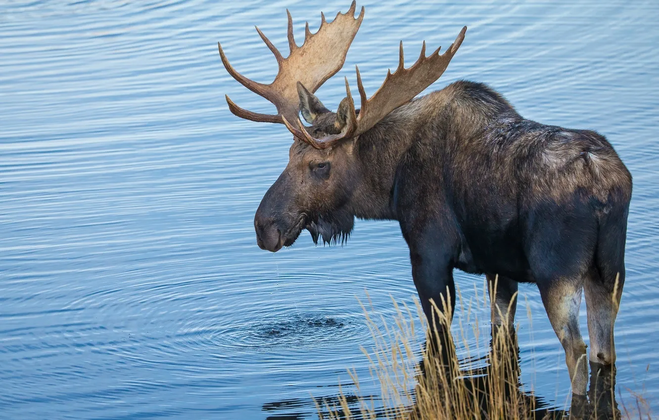 Photo wallpaper horns, pond, moose