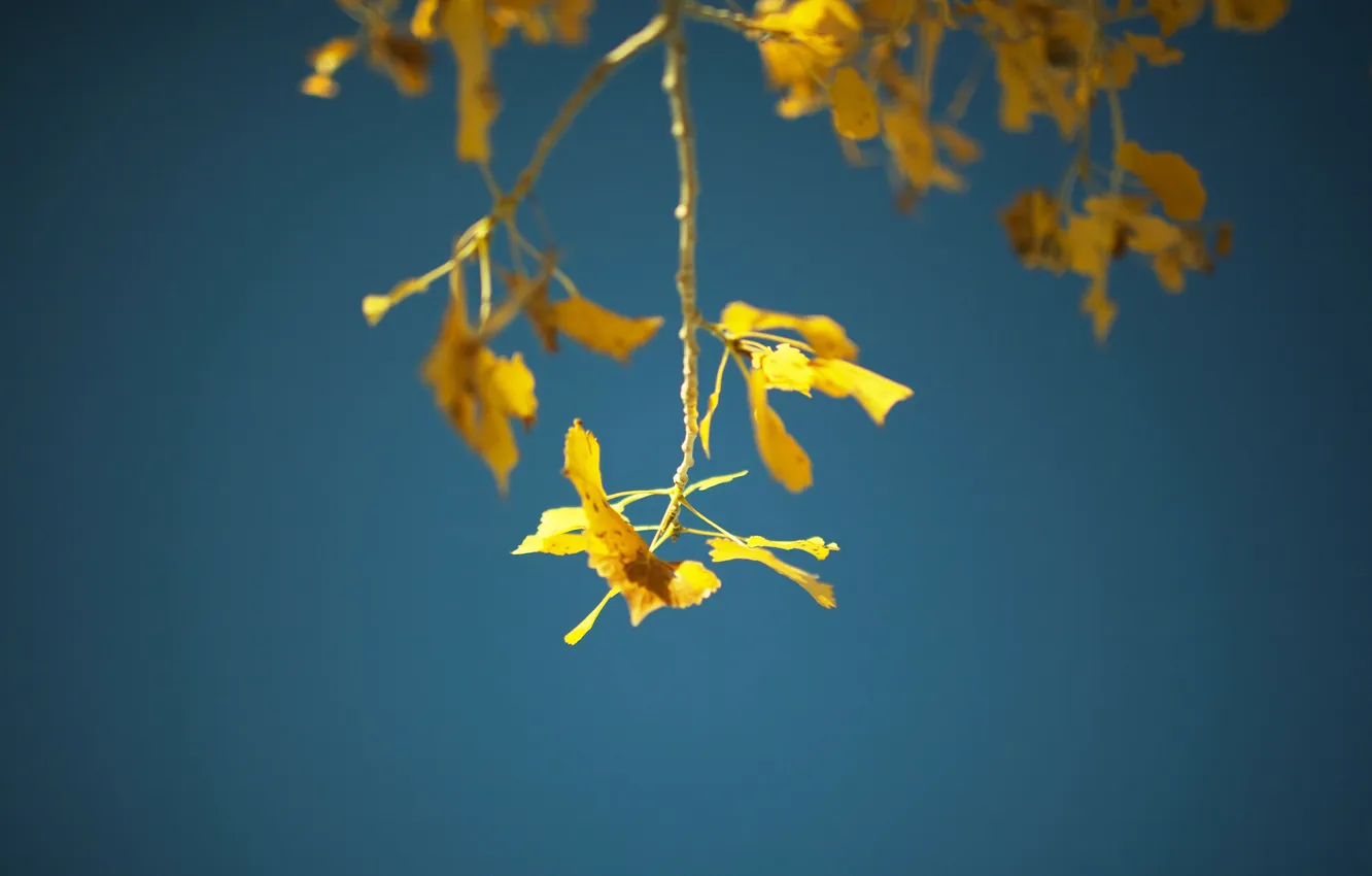 Photo wallpaper leaves, macro, branches, photo, Wallpaper for desktop