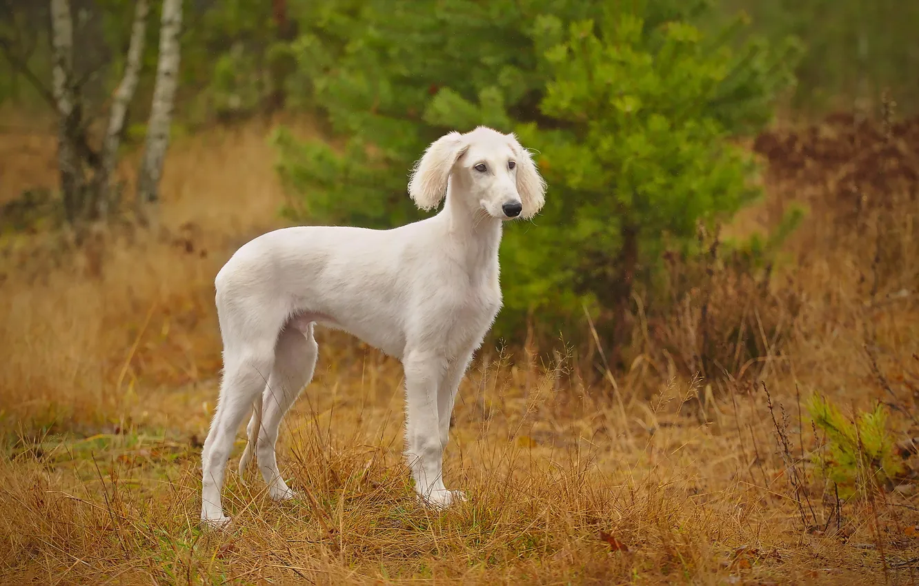 Photo wallpaper look, nature, each, dog