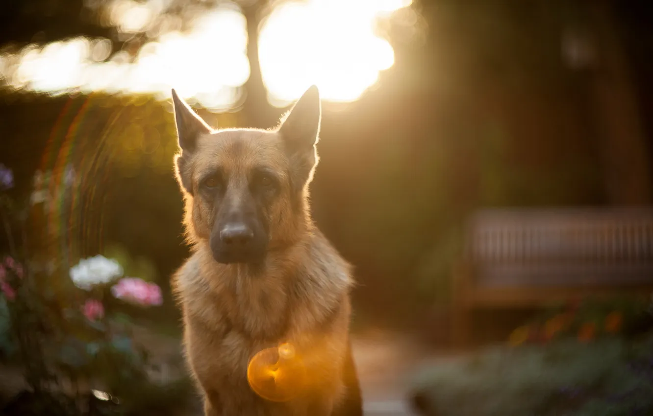 Photo wallpaper look, light, each, dog